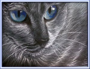 Voir le détail de cette oeuvre: Chat aux yeux bleu